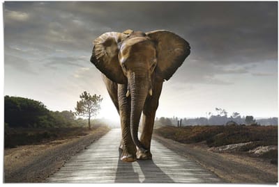 Poster Olifant - 61 x 91,5 - Papier - REINDERS