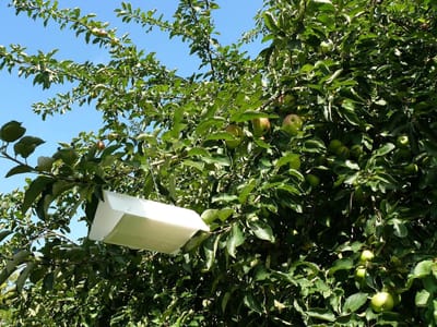 Biogroei Feromoonval voor monitoring van de fruitmot (inclusief 2 feromooncapsules)