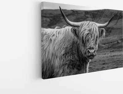 Saammp Canvas Schilderij - Schotse Hooglander Koe in de wei - Zwart-Wit - Dieren - Portret - 45x30 - Foto op canvas - Wanddecoratie - muurdecoratie Woonkamer - Slaapkamer decoratie - Canvas Print