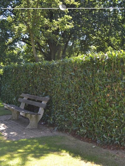 Laurier Prunus Herbergii 60-80 cm, 10x Haagplant