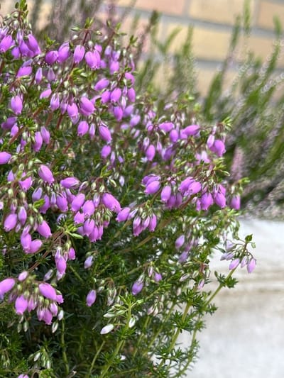 Corsicaanse heide Roze - 10 Stuks - Erica terminalis - P9.5 - Plant - Tuinplant - Heide