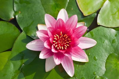 Moerings Nymphaea Attraction | Waterlelie | In 11CM pot