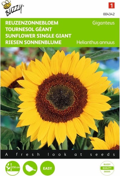 Zonnebloem Giganteus - Helianthus annuus (reuzenzonnebloem) - set van 5 stuks