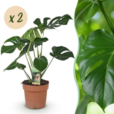 Green BoutiQ - Kamerplanten - Monstera Deliciosa - Gatenplant - Weinig onderhoud - Groen - 2 Planten - Pot 17cm - Hoogte 50-55cm