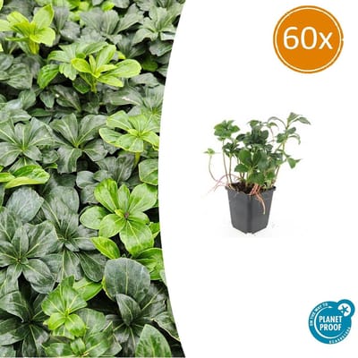 Tuinplantenshop.com | Pachysandra term. 'Green Sheen' | 60 stuks - Ø9cm - 10-25cm hoog - Tuinplant