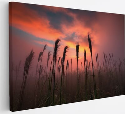 Saammp Canvas Schilderij - Graan tijdens zonsondergang - Natuur - Landschap - 30x20 - Foto op canvas - Wanddecoratie - Muurdecoratie Woonkamer - Slaapkamer decoratie - Canvas Print