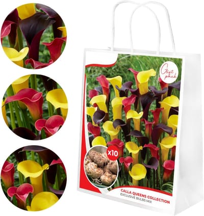 Calla Lelie - Zantedeschia - Queen collectie - Bloembollen - 10 stuks - Meerkleurig - Bloem bollen - Leliebollen