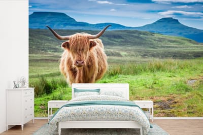 Behang - Fotobehang Schotse hooglander - Koe - Natuur - Berg - Gras - Breedte 450 cm x hoogte 300 cm