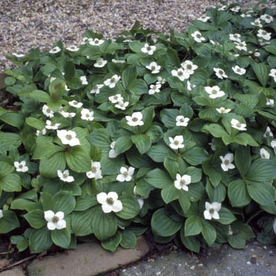 25 x Kruipende Kornoelje - Bodembedekker Wintergroen - Cornus canadensis in 9x9cm pot met hoogte 5-10cm