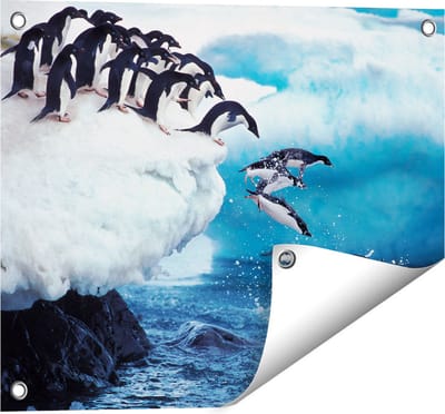 Gards Tuinposter Kudde Pingu�ns Springen vanaf een Rots - 50x40 cm - Tuindoek - Tuindecoratie - Wanddecoratie buiten - Tuinschilderij