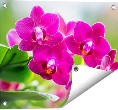 Gards Tuinposter Roze Orchidee Bloemen - 50x40 cm - Tuindoek - Tuindecoratie - Wanddecoratie buiten - Tuinschilderij