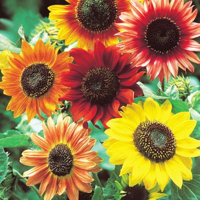 Sluis Garden- Zonnebloem Avondzon mix (Helianthus)
