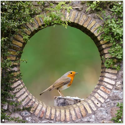 Tuinposter XXL 100x100cm Vogel Roodborstje Doorzichtig Buiten Decoratie