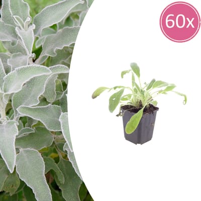 Tuinplantenshop.com | Stachys byzantina | 60 stuks - Ø9cm - 10-25cm hoog - Tuinplant