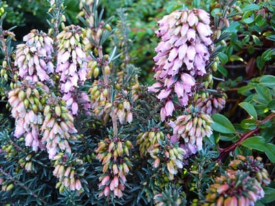 Winterheide Roze - 10 Stuks - Erica erigena 'Irish Dusk' - P9.5 - Plant - Tuinplant - Heide