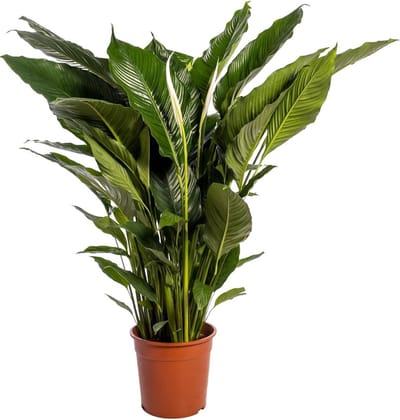 Spathiphyllum Sweet Sebastiano - Ø24cm - 100-110cm hoog - Kamerplant - Bloeiende kamerplant