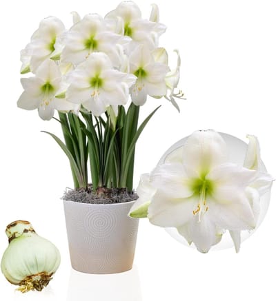 Amaryllis Bol - Mont Blanc - Bloembollen - 1 stuk - Wit - Bloem bollen