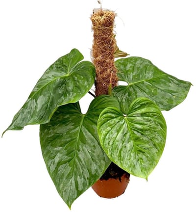 Philodendron Majestic Mosstok Kamerplant Potmaat Ø17 cm |Vers Van De Kweker