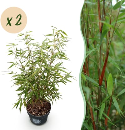 Green boutiQ - Grassen - Fargesia scabrida Asian Wonder - Niet Woekerende Bamboe - Bladhoudend - Groen - 2 Planten - Pot 23 cm - Hoogte 80 cm