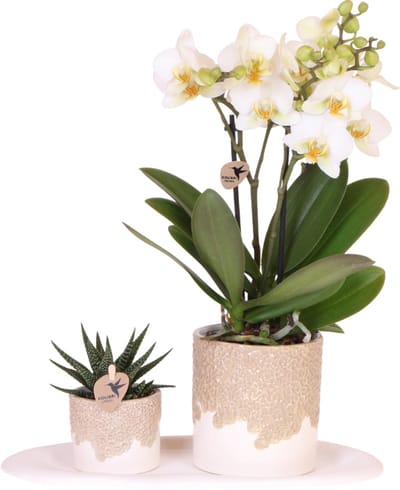 Kolibri Orchids | Giftset Bloom Sand | Witte Lausanne orchidee Ø9cm + groene plant Ø6cm – incl. keramieke sierpotten & wit dienblad – vers van de kweker