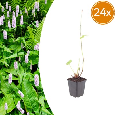 Tuinplantenshop.com | Persicaria a. 'Alba' | 24 stuks - Ø9cm - 10-25cm hoog - Tuinplant