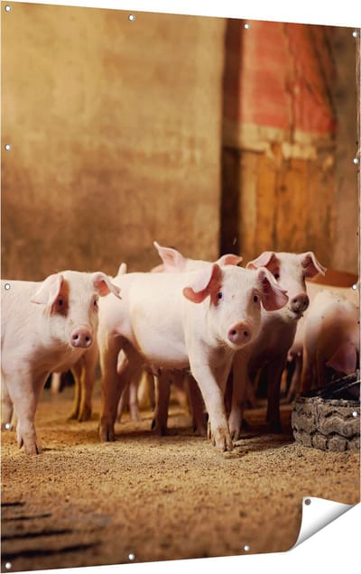 Gards Tuinposter Varkens op een Boerderij Stal - 120x160 cm - Tuindoek - Tuindecoratie - Wanddecoratie buiten - Tuinschilderij