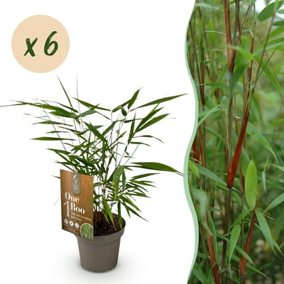 Green boutiQ - Bamboe - Fargesia Asian Wonder - Bladhoudend - Niet Woekerend - Groen - 6 Planten - Pot 14cm - Hoogte 35cm
