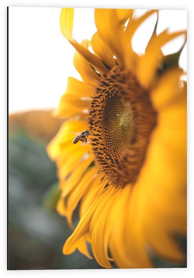 Dibond - Zonnebloem met Wesp - 40x60cm Foto op Aluminium (Met Ophangsysteem)