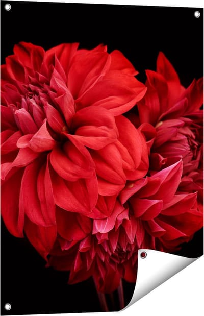 Gards Tuinposter Rode Dahlia Bloemen - 60x80 cm - Tuindoek - Tuindecoratie - Wanddecoratie buiten - Tuinschilderij