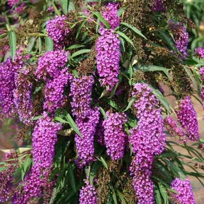 Vlinderstruik - Buddleja davidii 'Nanho Purple' 40-60 cm