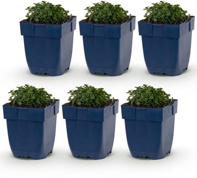 Green boutiQ - Vasteplant - Campanula portenschlagiana - Perzikbladklokje - Bodembedekkend - Roze - 6 Planten - Pot 11cm - Hoogte 15-25cm