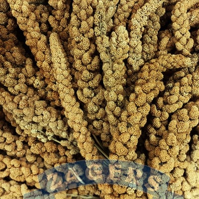 Zagers Chinese trosgierst geel 5 kg