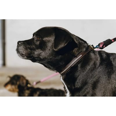 Halsband en lijn voor hond Equithème Max