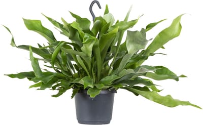 Bloomique - Platycerium Bifurcatum - Hertshoornvaren - Kamerplanten - Hangplanten - Diervriendelijk - Luchtzuiverend - Hoogte 30-40 cm - Hangpot 17 cm