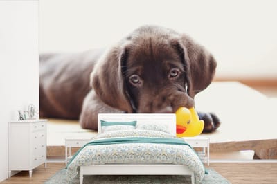 Behang - Fotobehang Chocolate Labrador Retriever puppy - Breedte 390 cm x hoogte 260 cm