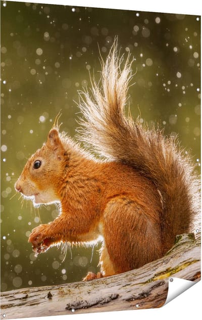 Gards Tuinposter Eekhoorn in de Regen - 120x160 cm - Tuindoek - Tuindecoratie - Wanddecoratie buiten - Tuinschilderij