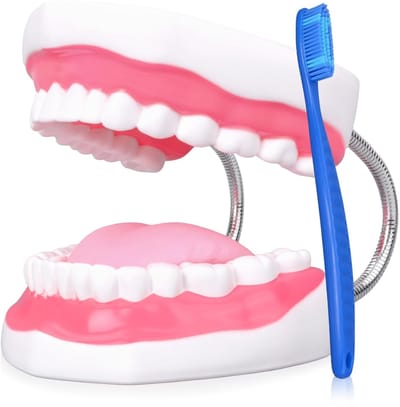 Mond Model - Tanden Leer - Tandhygiëne Leren - 6x Vergroot - 32 Tanden - Meerkleurig