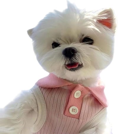 OLOEY Macaronkleurige polo met revers voor kleine honden en katten - Ademend huisdiershirt voor lente-zomer-herfst- lichtgewicht kledingstuk voor alle seizoenen met gemakkelijk aan te trekken ontwerp (roze- maat L)