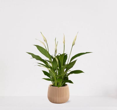 Spathiphyllum in sierpot Livia Vanille – witte kamerplant – luchtzuiverende lepelplant - 60-75cm - Ø15 – geleverd met plantenpot – vers uit de kwekerij