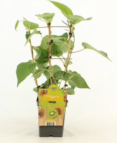 Kiwi - Actinidia deliciosa 'Jenny' - op Rek - hoogte 60 - 70 cm