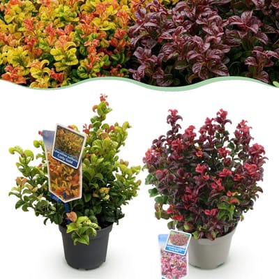 Green boutiQ - Tuinplant - Leucothoe Curly Duo - Geel & Rood - 2 Planten - Groenblijvend - Weinig Onderhoud - Pot 17cm Hoogte 35 - 45cm