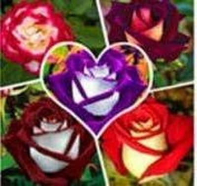 Rozen Zaden - Bloem Zaden - Tuinieren Buiten - Gemakkelijk Te Kweken - 150 Stuks - Roze