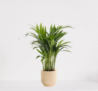 Areca in sierpot Jacky Vanille – luchtzuiverende kamerplant – eenvoudig te onderhouden Goudpalm - 35-50cm - Ø13 – geleverd met plantenpot – vers uit de kwekerij