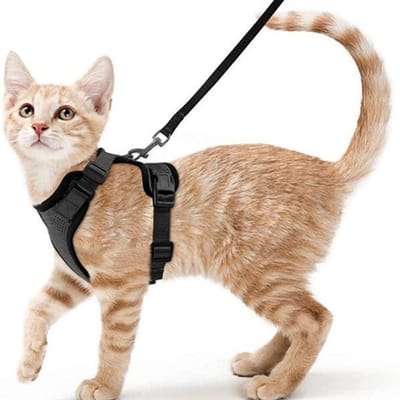 TOVBMUP Kattentuigje - Met riem - Harnas - Kattenpak - Anti-ontsnapping - Verstelbaar kattenvest - Zwart - XS