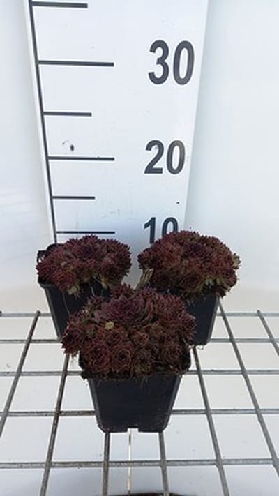 6x Huislook - Sempervivum 'Dark Beauty' | 9x9 cm pot