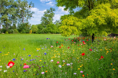 Veldbloemen zaad - Gemengde Zomerbloem 1 kilo - 500 m2 - goudsbloem - korenbloem - ganzebloem - cosmea - slaapmutsje