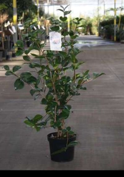 Camellia japonica in soorten-en var - Camellia japonica in soorten-en var 50- 60 cm in pot