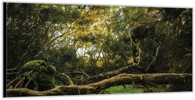 Dibond –Liggende Boomstammen– 200x100 Foto op Aluminium (Met Ophangsysteem)