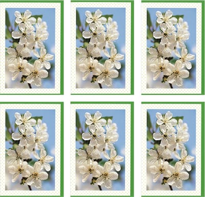 MGPcards - 6x dubbele wenskaart met envelop - Blanco - Bloemen - 11,5 x 17 cm