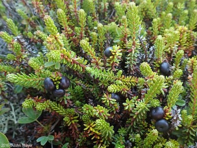 Bodembedekker Kraaiheide Groen - 10 Stuks - Empetrum nigrum - P9.5 - Plant - Tuinplant - Heide